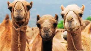 Camel facts [upl. by Roth]