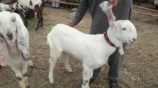 WEDNESDAY UPDATE 31JAN2024 SHAHPUR KANJARA MANDI QURBANI 2024 KA MALL SAIWAL BACHRE BIG SIZE COW [upl. by Anna-Maria]