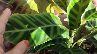 Calathea winter care  How to save calathea plant in winter gardening plantlover indoorplant [upl. by Anial]