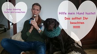 Hilfe mein Hund hustet  So könnt Ihr helfen  Carlie wird erwachsen [upl. by Teria]