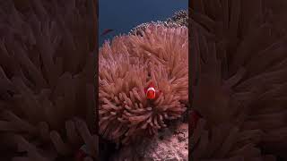 Clownfish amp Anemones Natures Perfect Team Clownfish Anemones NatureFacts OceanLife [upl. by Carilla]