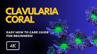 All About Clavularia Coral Clavularia spp Care Growth and Tips for Your Reef Tank [upl. by Duaner]