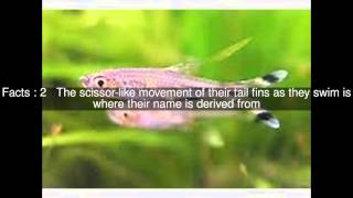 Scissortail rasbora Top 6 Facts [upl. by Auohs224]