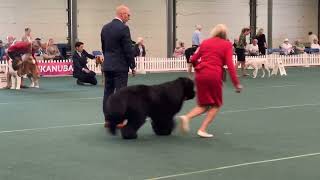 Welsh Kennel Club Dog Show 2024 BIS [upl. by Blackington540]