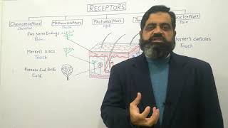 Receptors Urdu Hindi medium profmasoodfuzail Types of Receptors  Nociceptors Photoreceptor [upl. by Aneral]