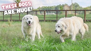 Our Secret Weapon  Great Pyrenees Livestock Guardian Dogs protecting our livestock from predators [upl. by Ahseela]