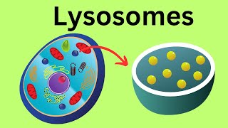 Lysosomes Parts of the Cell [upl. by Cori]