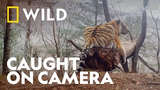 Amur Tiger Family Caught on Camera  Big Cat Week  National Geographic UK [upl. by Sherlock878]