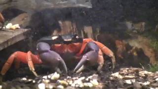 Gecarcinus quadratus Halloween Crabs [upl. by Ronen]