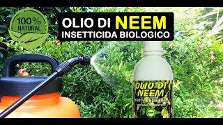 OLIO DI NEEM INSETTICIDA BIOLOGICO [upl. by Ayela]