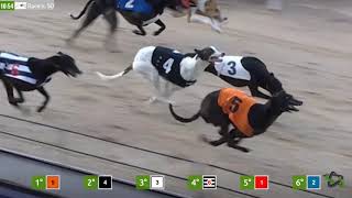 Dogs Racing  Virtual Generation Games Betting amp Gaming Provider Solution [upl. by Eemyaj252]