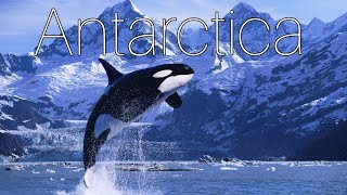 Antarctica day 6 Port Lockroy Borgen Bay 🐋🐋🐋relaxing music 🚢⚓ [upl. by Alaikim456]