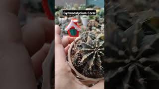 gymnocalycium Coralvideoshorts videoviral [upl. by Mariko202]