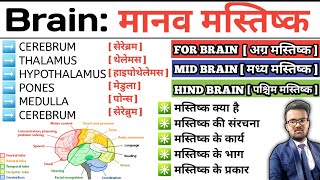 Brain  मानव मस्तिष्क  Structure of Brain  Function of Brain  Cerebrum  Thalamus  Hypothalamus [upl. by Ennair]