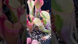 8 Heliamphora BCP Flamingo  ヘリアンフォラ フラミンゴ 食虫植物 植物 斑入り variegated plants shorts [upl. by Sill456]