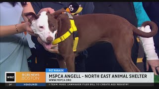 Pet Parade MSPCA Angell  Northeast Animal Shelter in Salem [upl. by Walburga]