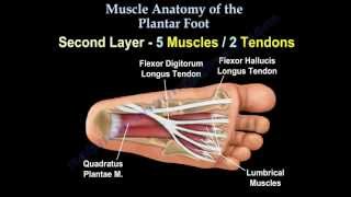 Muscle Anatomy Of The Plantar Foot  Everything You Need To Know  Dr Nabil Ebraheim [upl. by Assiral]