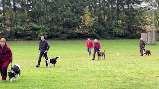 Concours d’obéissance au club canin de Sarreguemines [upl. by Auhsuj921]