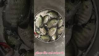 Fresh catch karimeen fish fishing freshfish thanthoni kerala backwatersofkerala [upl. by Aikin]