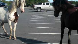 Horse Fight in Assateague MD [upl. by Lennaj]