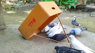 Best Cardboard Bird Trap  How to Trap Pigeon Easy At Your Home [upl. by Guerra5]