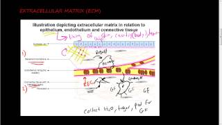 36 Extracellular matrix ECM 1 of 2  function of ECM and its components collagen [upl. by Keon447]