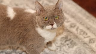 Lacey a Selkirk Rex mix looking for a home [upl. by Artinek]