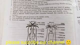 loligo classification habitat and comments zoology practical bsc1comments on loligo [upl. by Neyuq]