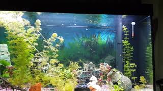 Juwel Rio 350 Liter Aquarium [upl. by Analad835]