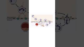 DIAPEDESIS of LUECOCYTES INFLAMMATION inflammation immunesystem leucocytes whitebloodcells [upl. by Floeter]