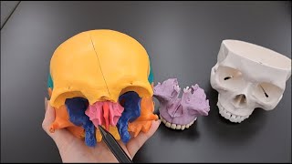 Skull Anatomy Series  The Ethmoid Bone  Part 9 of 9 [upl. by Erek]