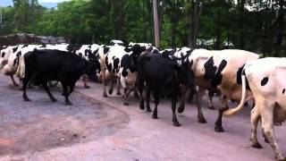 Cow Parade at Story Farms  Catskill NY [upl. by Thamora71]