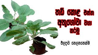 Growing chines kale  වස විස නැතිව කොලගෝවා වවමු  kola gowa wagawa [upl. by Hsemin]