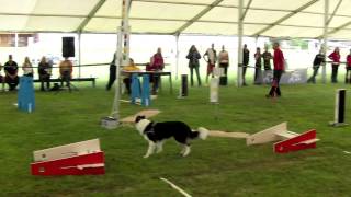 flyball crash on Czech flyball championship 2012 [upl. by Sergius]