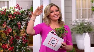 Cottage Farms 2piece 3in1 Balmy Bergamot Live Plants on QVC [upl. by Dieball]