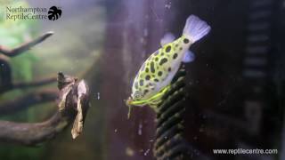 Feeding River Shrimp to Green Spotted Pufferfish Tetraodon nigroviridis [upl. by Goldsmith]