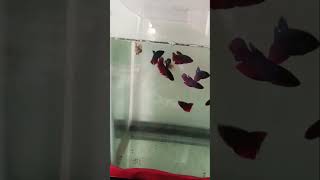 welcome to hemas fish farm goal is to grow 1 lahk guppy [upl. by Sirob869]