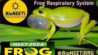 Frog 🐸 Respiratory System  NEET Biology NCERT Structural Organisation In Animals [upl. by Fabrice]