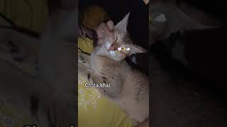 Same same but Different  😻 cat youtube trendingshorts viralvideos catlover catastic love [upl. by Nilde]