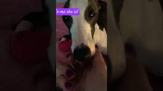 whippet youtubeshort cutedog funny short beautifulgirl [upl. by Notyad330]