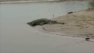 Gharial Gavialis Gangeticus Gavial amp Fish eating Crocodile [upl. by Hosfmann]