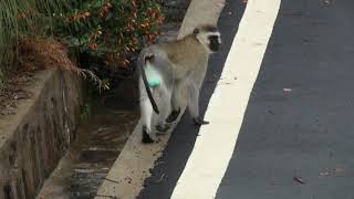 Vervet bleu Chlorocebus pygerythrus Vervet Monkey [upl. by Forester]