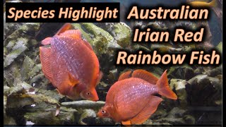 Irian Red Rainbowfish A Beautiful Peaceful and Easy to Care For Aquarium Fish [upl. by Kcirtemed]