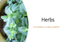 Herbs intro lobelia mentha thyme [upl. by Karole856]