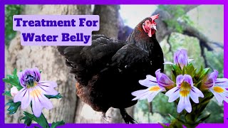 Natural Treatment For Ascites Water Belly In Chickens [upl. by Akemed]