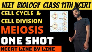 Meiosis  Cell cycle and cell division class 11th NEET  Ncert Line by Line [upl. by Arev]