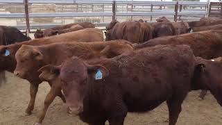 88 ELDERSLIE SANTA  SHORTHORN CROSS WEANER HEIFERS HGP FREE  AV 1949KG CURFEWED [upl. by Perreault]