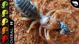 Camel Sun Spider The Best Pet Arachnid [upl. by Alimat]