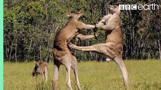 Kangaroo Boxing Fight  Life Story  BBC Earth [upl. by Attolrac]