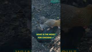 What is the moult for chickens shorts chickencoop chickenkeeping moult homestead [upl. by Yedorb850]